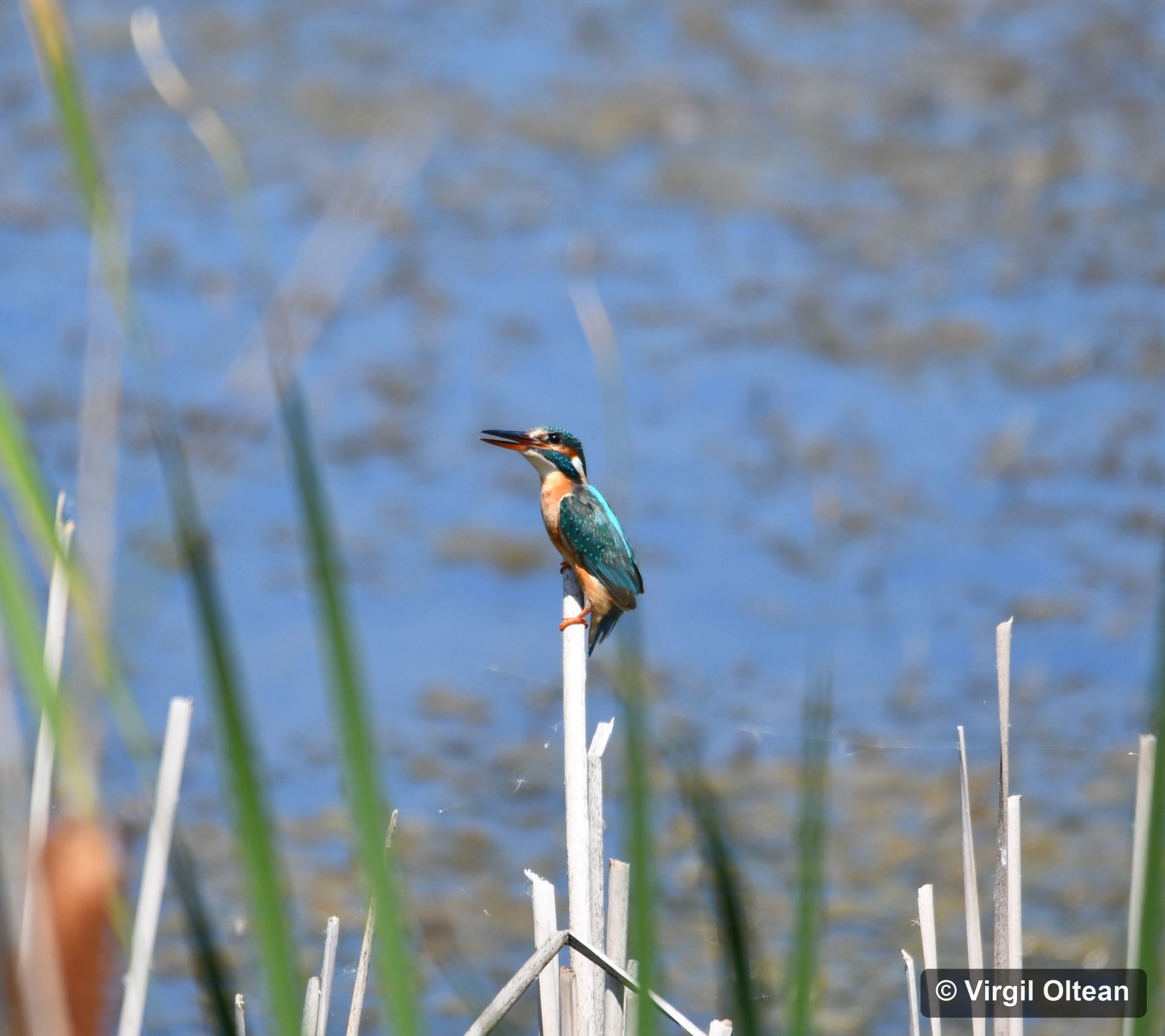 Alcedo atthis_Virgil_Oltean