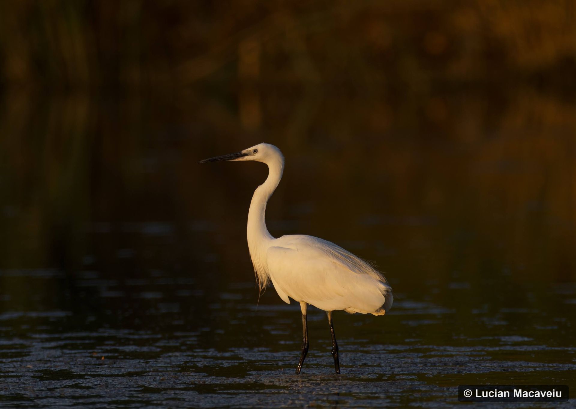 Egretta garzetta_Lucian Macaveiu