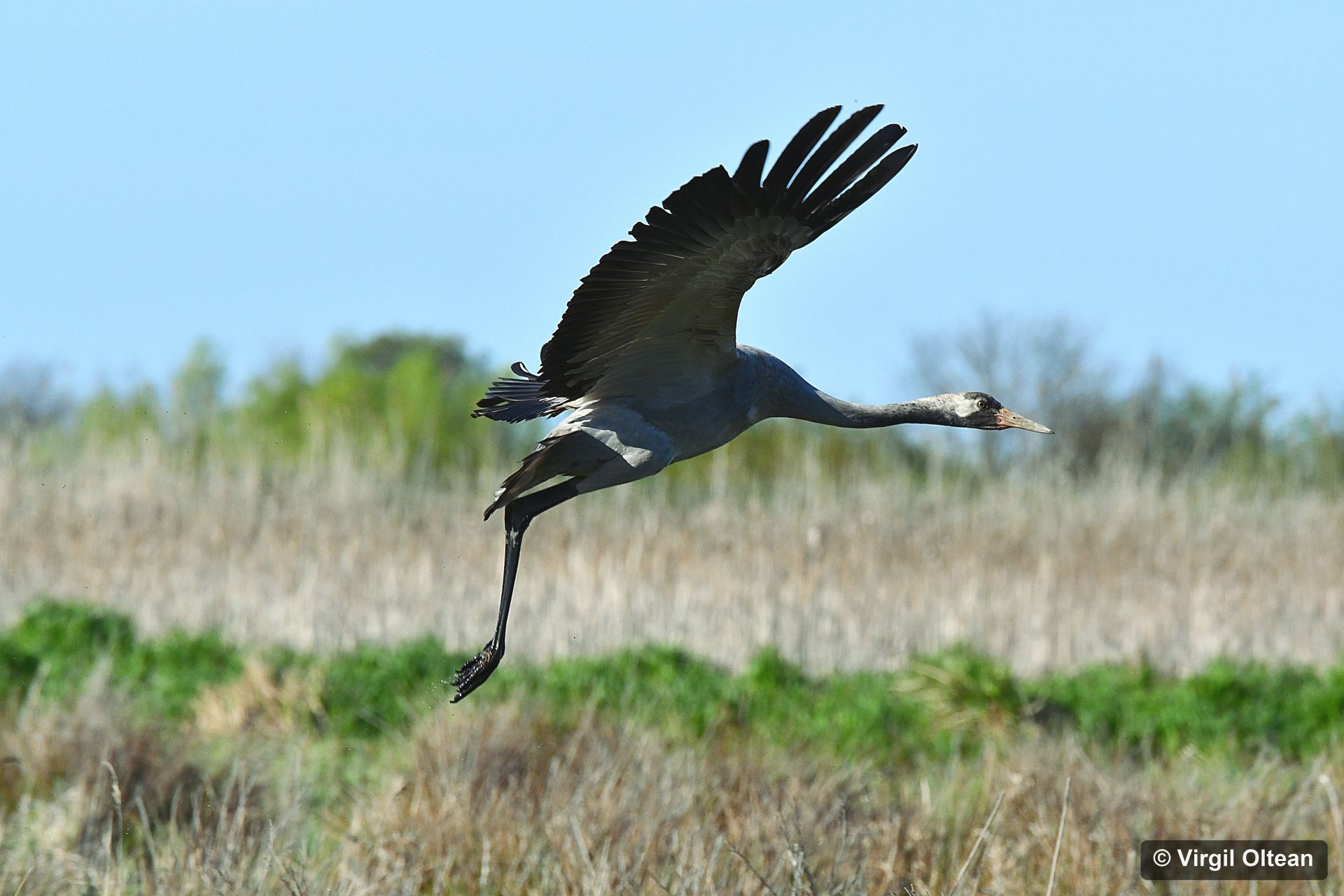 Grus grus_Virgil Oltean
