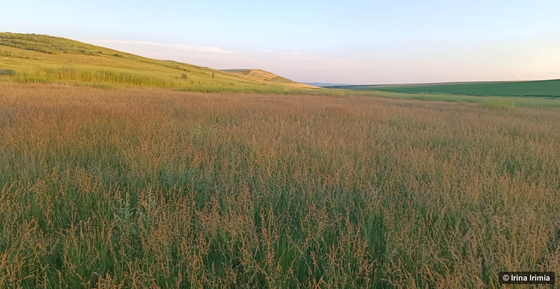 Habitatul 1530_Irina_Irimia