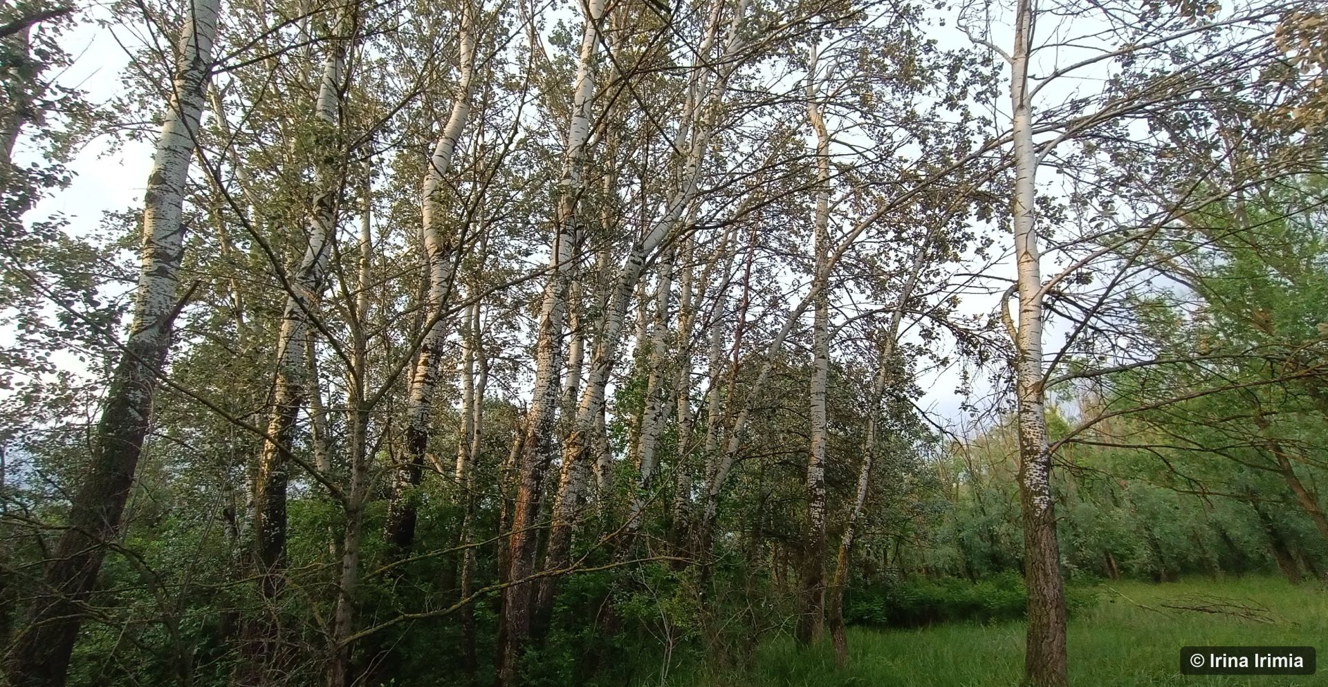 Habitatul 92A0_Irimia Irina