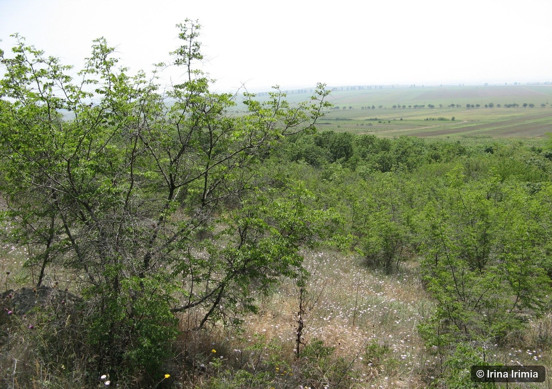 Habitatul prioritar 40C0 Irina_Irimia