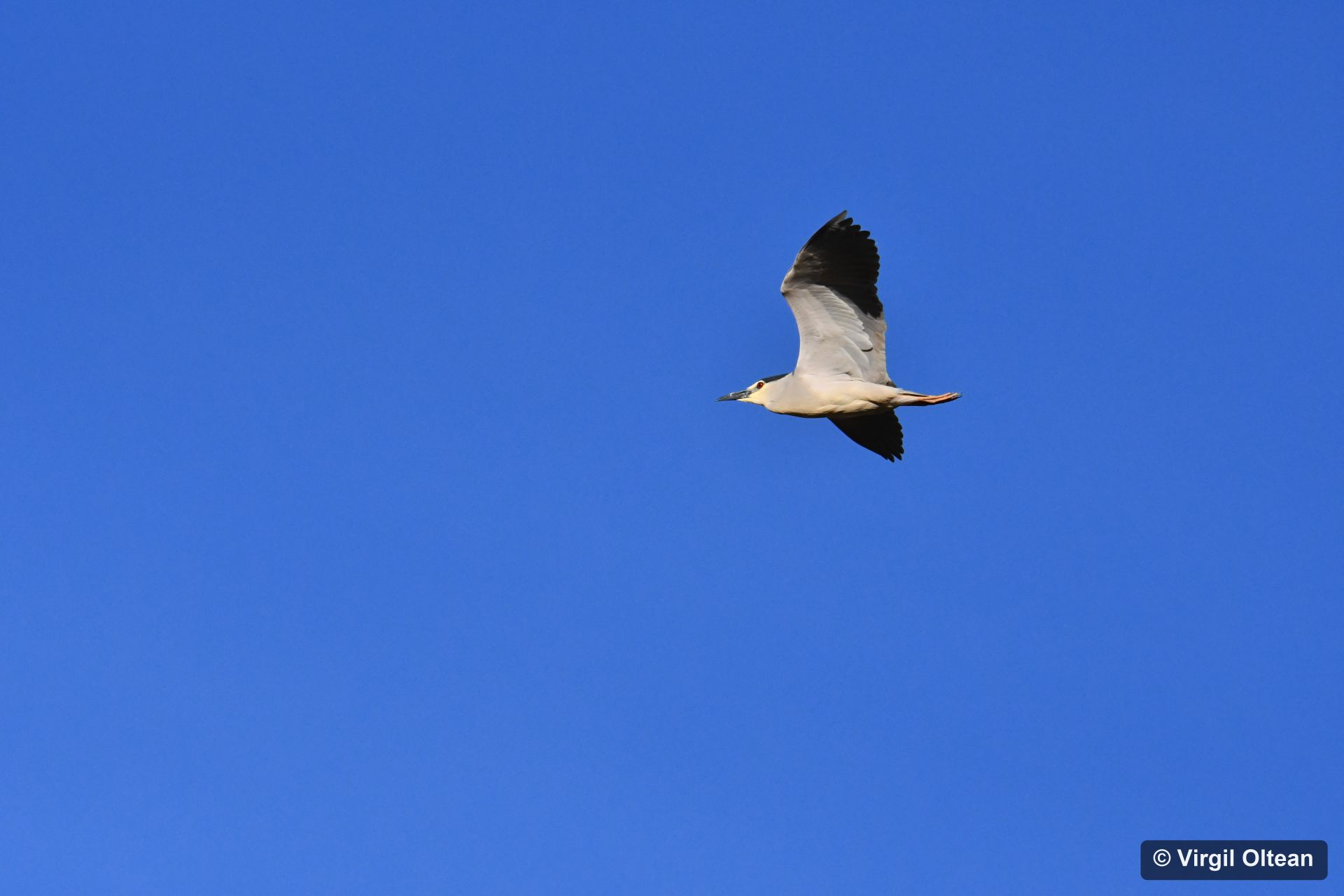 Nycticorax_Nycticorax_Virgil_Oltean