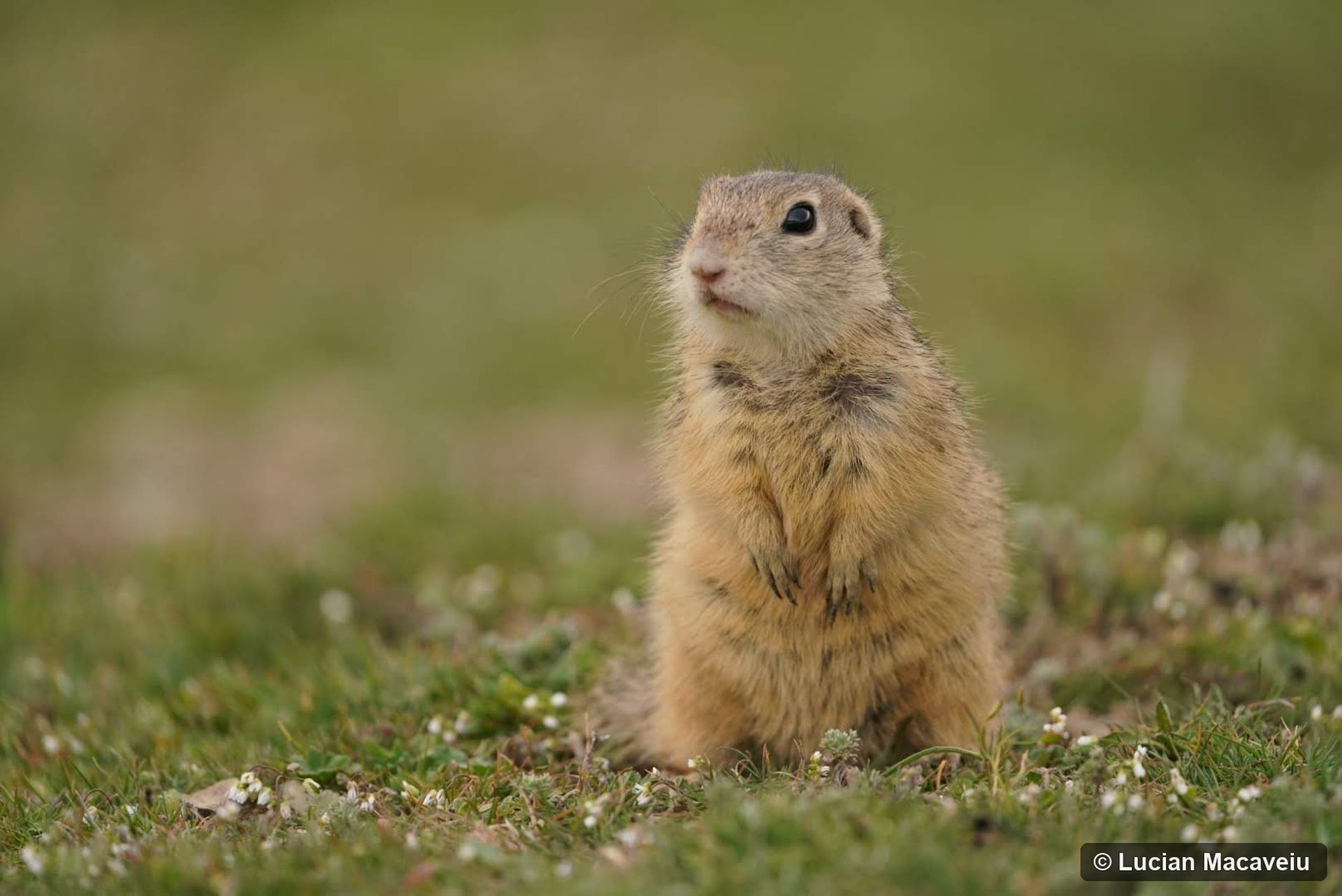Spermophilus_citellus_Lucian_Macaveiu