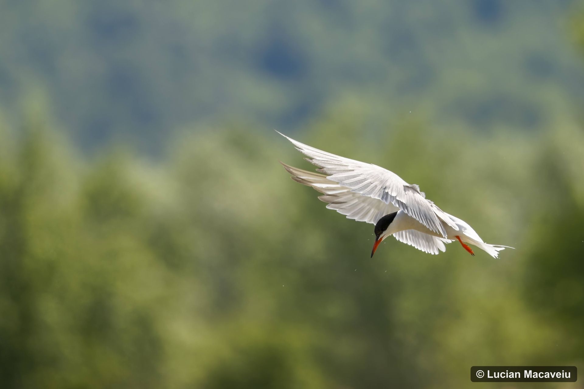 Sterna Hirundo_Lucian Macaveiu